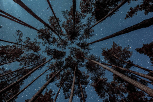 istock a Night sky in a pine forest at Christmas day 1443549357