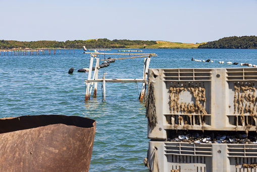oyster farm at the Étang de Diane, a coastal lagoon beside the Tyrrhenian Sea on the east coast of Haute-Corse department on the French island of Corsica