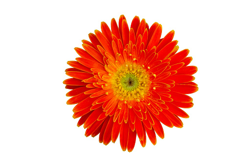 Orange flowers on a white background, isolate