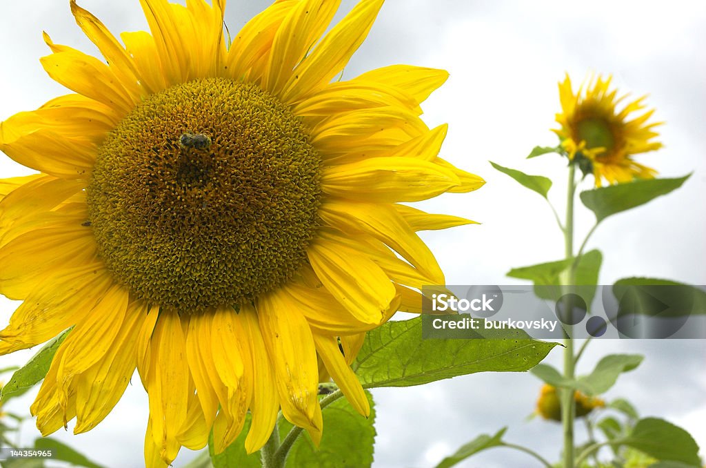 girasole - Foto stock royalty-free di Agricoltura