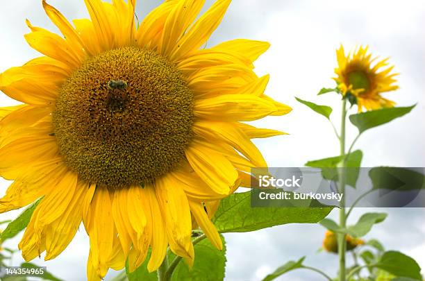 Girasole - Fotografie stock e altre immagini di Agricoltura - Agricoltura, Bellezza, Blu