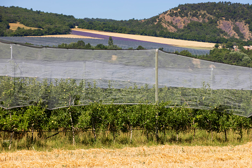 Hail protection with hail net in wine growing and agriculture