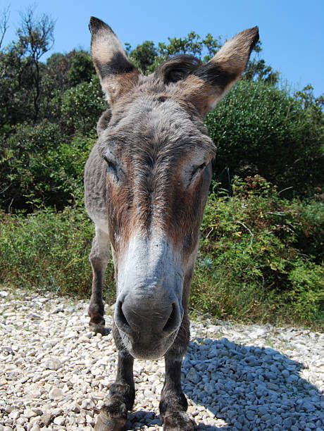 dziki osioł - mule careless animal ignorance zdjęcia i obrazy z banku zdjęć