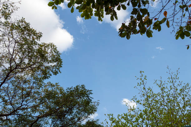 istock Large tree on the background of blue sky. Space for advertising. 1443551512