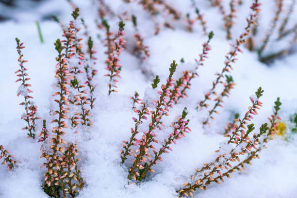 istock Winter in the Rheingau/Germany 1443552190