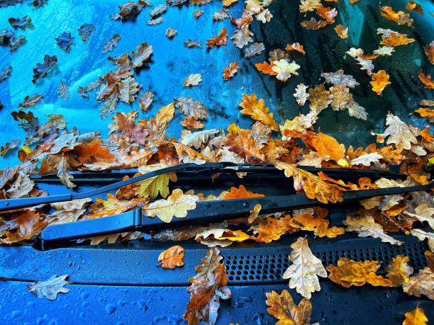 istock Car windscreen covered with leaves on winter morning 1443552376