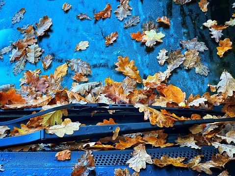 Fallen leaves on a car windshield on a cold and wet winter morning.