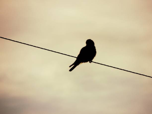 istock Bird on a Telephone Line 1443552870