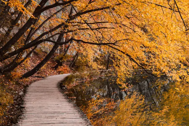 Wooden walkway in autumn forest at Plitvice lakes national park in Croatia