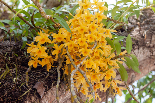 Yellow orchid flower or Dendrobium friedericksianum Rchb.f. bloom on big tree with sunlight in the garden on nature background.