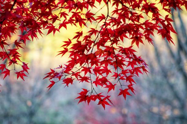 jesień liście  - chanaka zdjęcia i obrazy z banku zdjęć