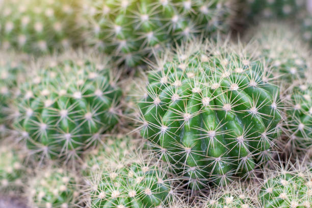 istock Cactus growing in the garden with sunlight for background. 1443556531