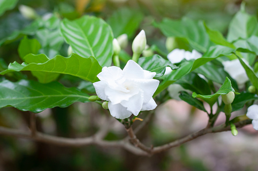 White flower of Cape jasmine, Gareden gardenia, Gerdenia, Bunga cina or Kaca piring bloom on tree in the garden is a Thai herb.