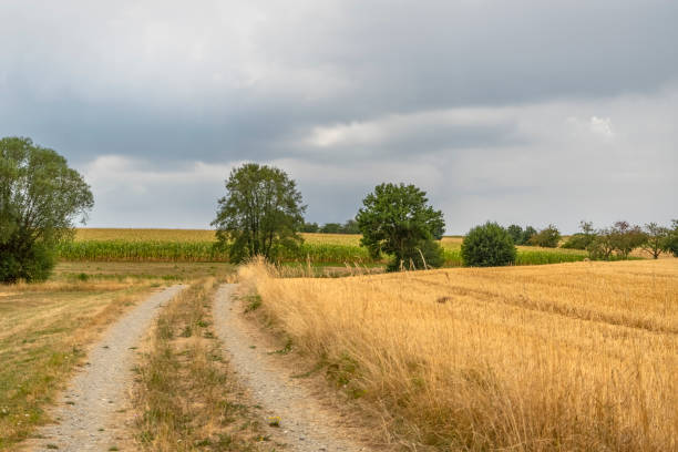 istock Stormy farmland scenery 1443557978