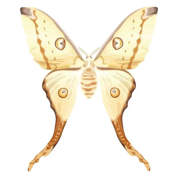 Vector illustration of Indian Moon Moth. White exotic butterfly. Tropical insect.