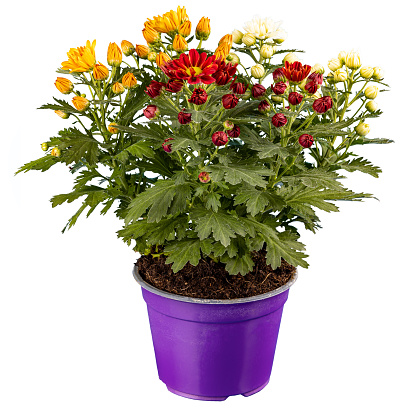 Beautiful three colored chrysanthemum flowers in purple pot on white background