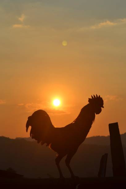 istock Silhouette of a rooster 1443561660