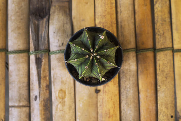 Close-up of small cactus plant on bamboo table