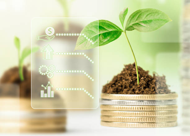 istock seedling growing from a column of coins 1443562008