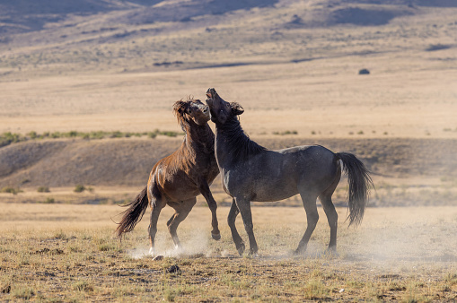 a pair of wild horse stallions fighting in the Utah desert