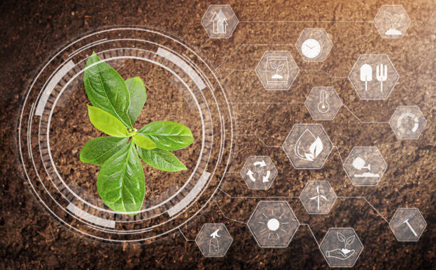 istock young plant in the ground 1443562561