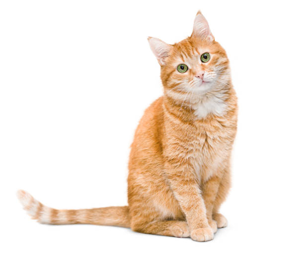 lindo gato de jengibre - pets feline domestic cat horizontal fotografías e imágenes de stock