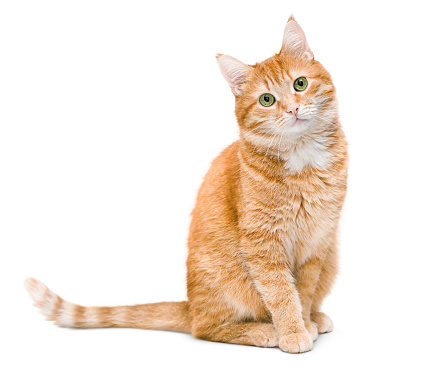 cute ginger cat sitting and looking at the camera,  isolated on white background