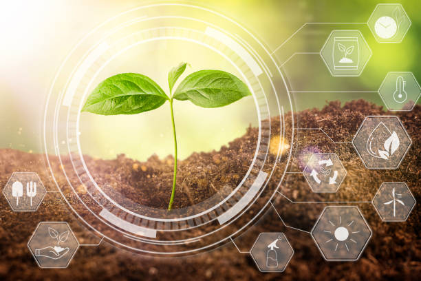 istock young sprout in the soil 1443562757