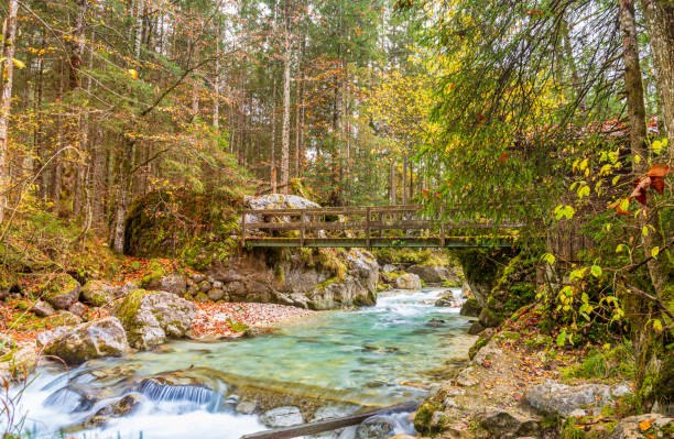 istock Landscape in the woods with stream 1443563672
