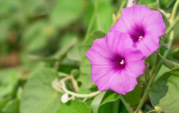 Purple morning glory flowe. Red purple morning glory flower postup have space to put text. ipomoea purpurea stock pictures, royalty-free photos & images