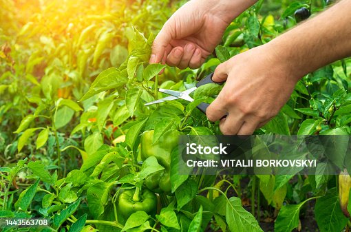 istock The farmer cuts the sprouts into the peppers with scissors for a good harvest. Close-up of the hands of an agronomist during work. Caring for bell pepper in the garden 1443563708