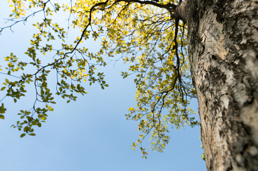Put yourself next to a tree. Look up at the top of the tree to see a new perspective that is strange.