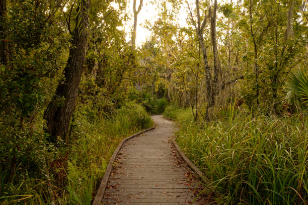 istock Bayou Coquille Morning Trail Walks 1443563776