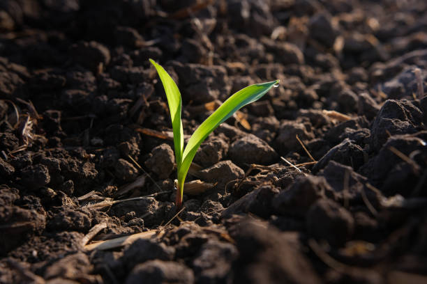 istock young green maize corn in the agricultural cornfield 1443564253