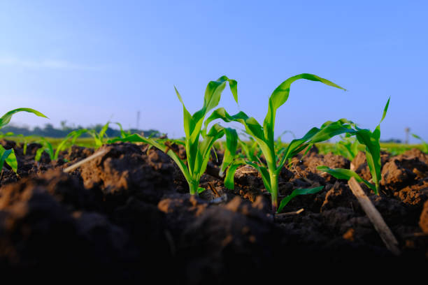 istock young maize corn crops in agricultural plantation 1443564255