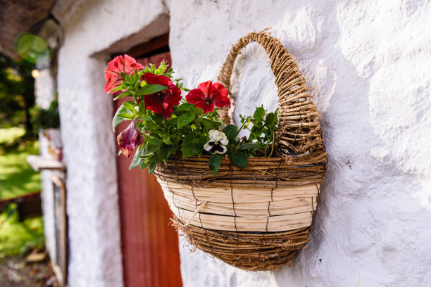 cestino di vimini con fiori sul muro di un cottage irlandese imbiancato a calce - republic of ireland irish culture cottage door foto e immagini stock