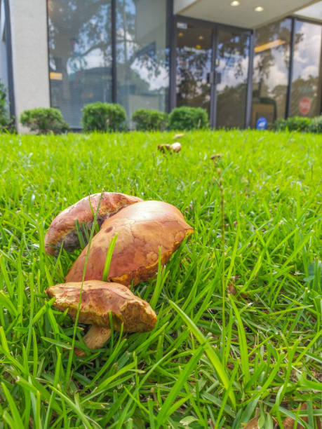 istock Three brown mushrooms growing together 1443566763