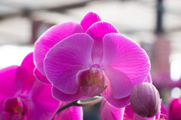 Moth orchids