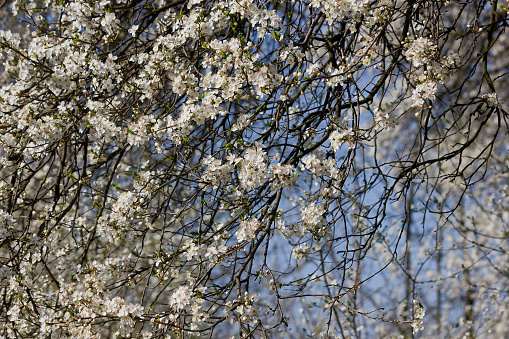 branches of a blossoming apricot tree with white flowers in spring