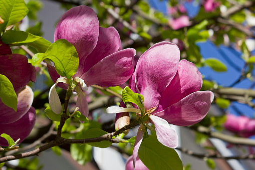 Delicate pink magnolia flowers blooming in springtime. Magnolia tree blossom against city background. Macro photo. Close up. Selective focus. Blurred background.