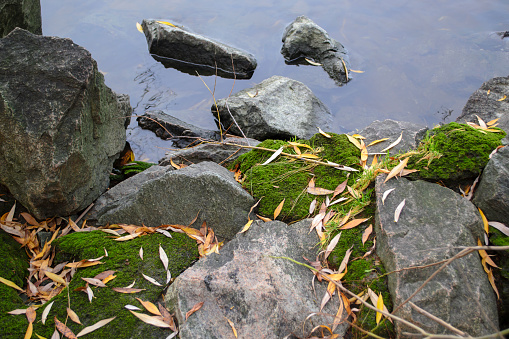 Stones covered with moss near the water. Next to the water are large cobblestones with green moss and many autumn willow leaves. yellow willow leaves on rocks by the water.