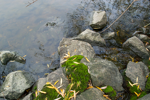 Stones covered with moss near the water. yellow willow leaves on rocks by the water. Next to the water are large cobblestones with green moss and many autumn willow leaves.