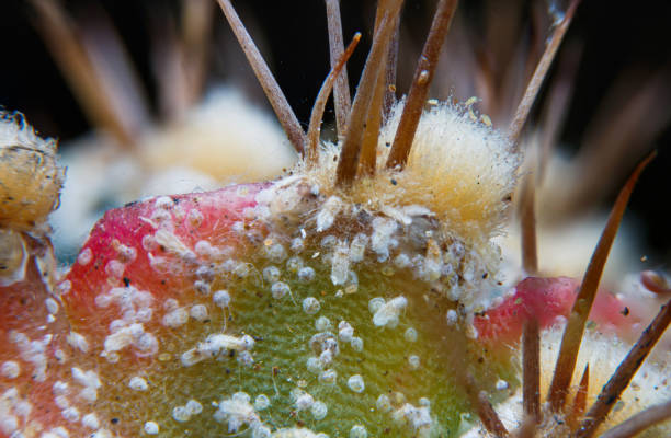 schuppeninsekten befestigt und saugen saft aus dieser gymnocalysium kaktuspflanze von pflanzenschädlingen der asiatischen region. makrofotografie. - schmierläuse stock-fotos und bilder
