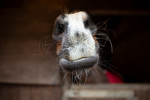 A close-up of the muzzle of a horse in stable in Newcastle upon Tyne, England.