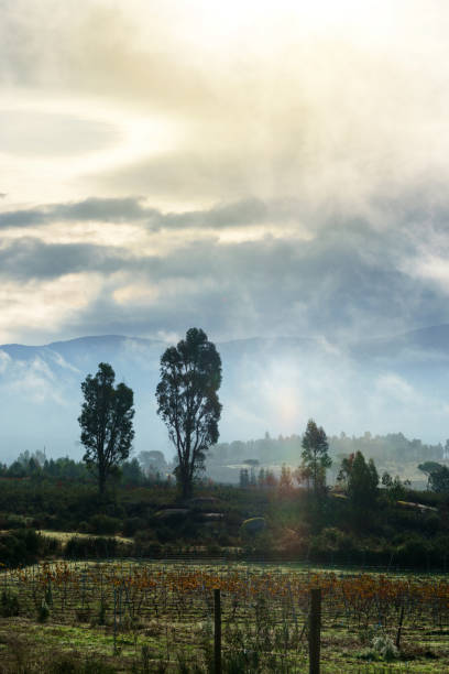 istock misty morning mountain view through low cloud 1443570673