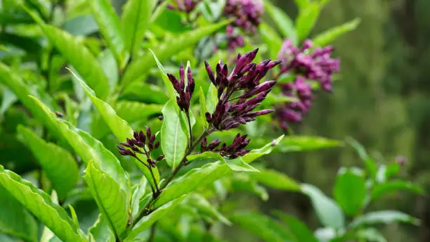 Photo of Cestrum elegans flower