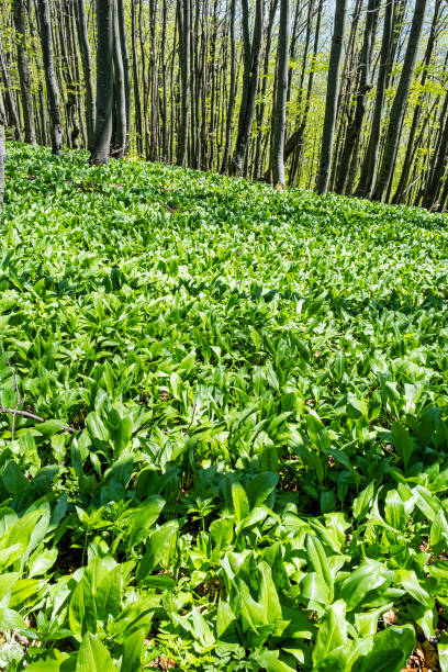 Allium ursinum plants, Klak hill, Slovakia stock photo