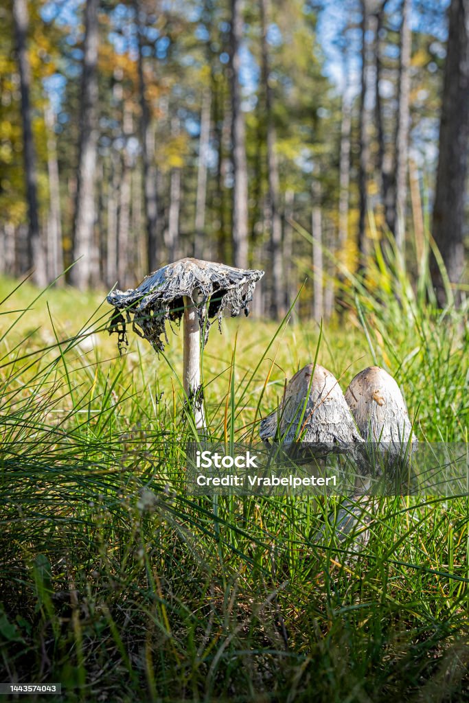 Scene of mushrooms, Bojnice, Slovakia Scene of mushroom, Bojnice, Slovak republic. Seasonal natural scene. Beauty Stock Photo