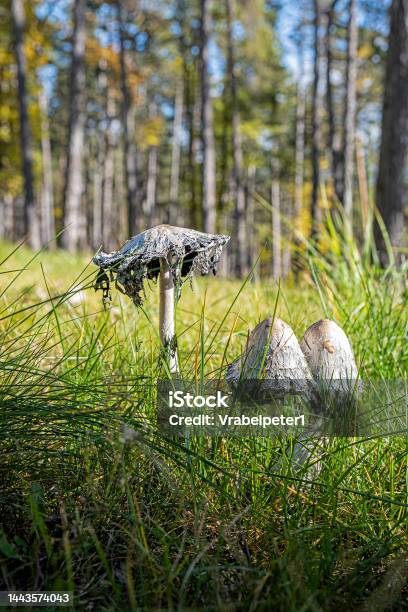 Scene Of Mushrooms Bojnice Slovakia Stock Photo - Download Image Now - Beauty, Beauty In Nature, Botany