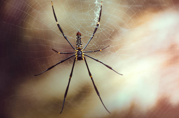 Spider on web.
